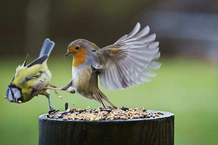 Fotografia di 2 uccellini che litigano x il cibo