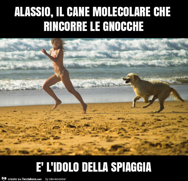 Alassio, il cane molecolare che rincorre le gnocche è l'idolo della spiaggia