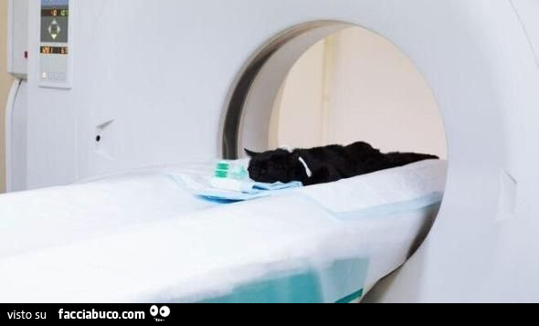 Tac al gatto in ospedale ad Aosta