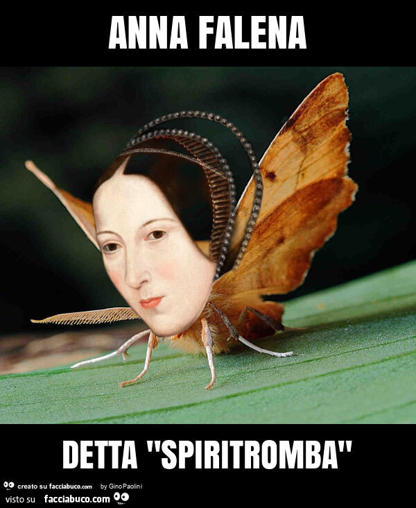 Anna falena detta "spiritromba"