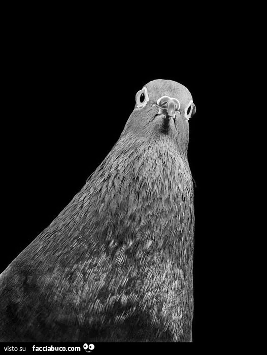 Piccioni