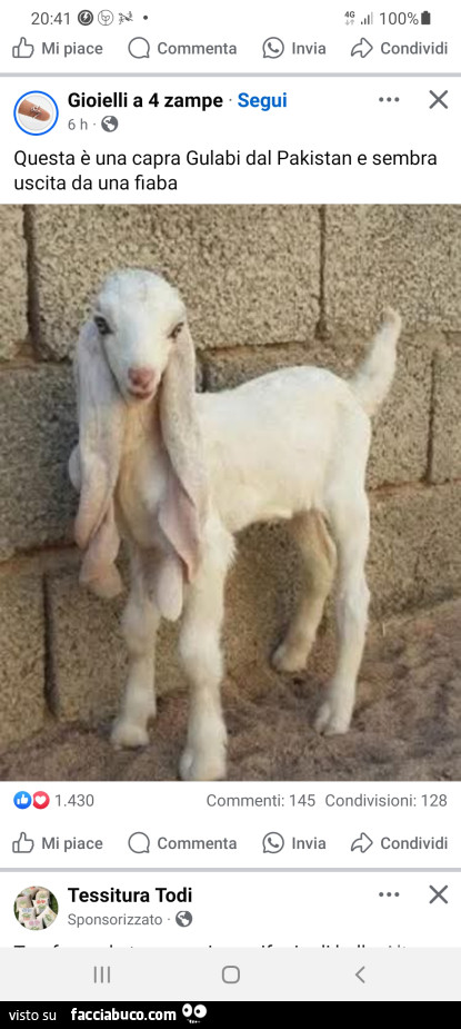 Vaccata