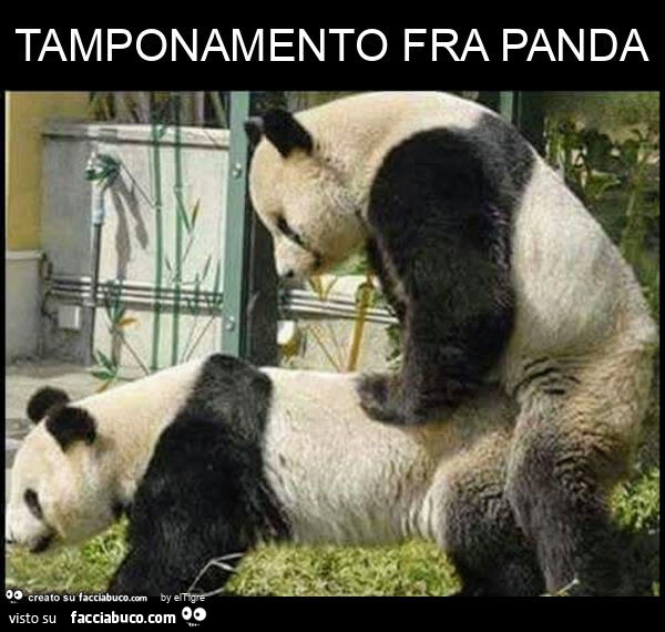 Tamponamento fra panda