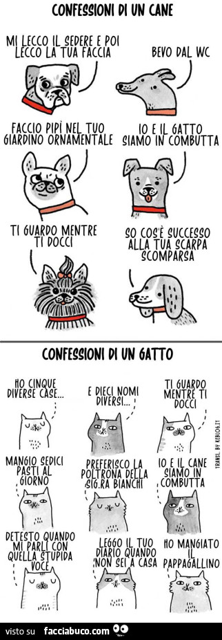 Le differenze tra i comportamenti dei cani e dei gatti sono abissali