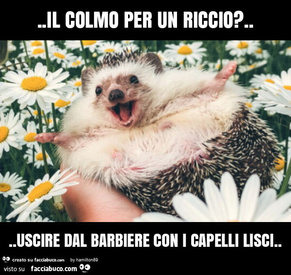 Il colmo per un riccio? … uscire dal barbiere con i capelli lisci