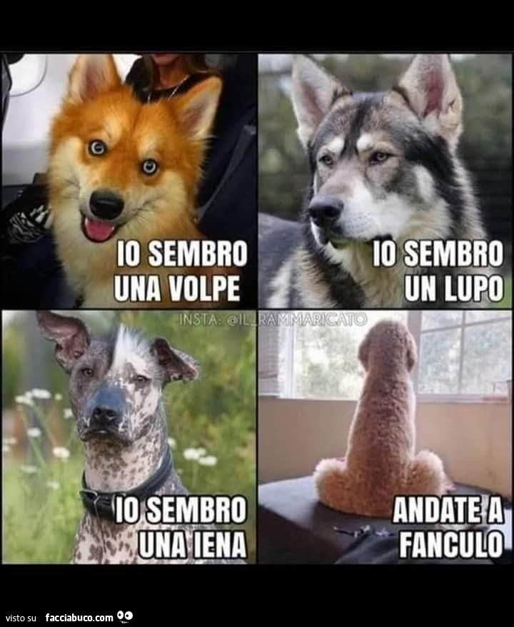 Cazzo di cane