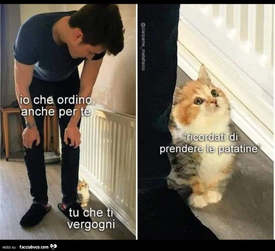 Vaccata