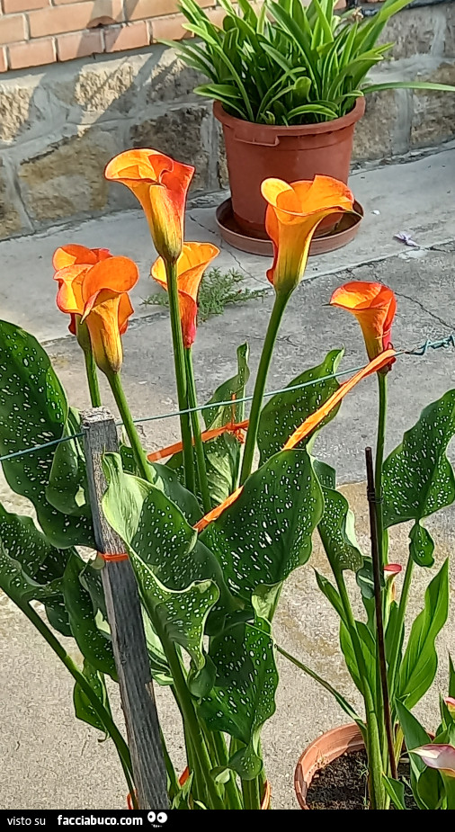 Vaccata