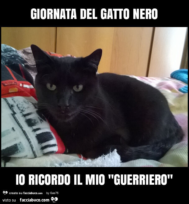 Giornata del gatto nero io ricordo il mio "guerriero"