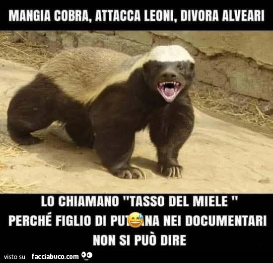 Vaccata