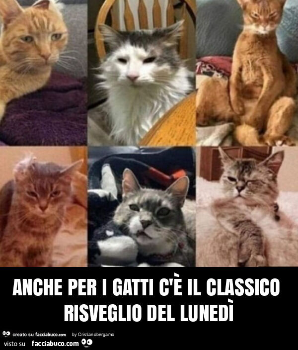 Anche per i gatti c'è il classico risveglio del lunedì