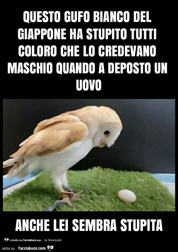 Questo gufo bianco del giappone ha stupito tutti coloro che lo credevano maschio quando a deposto un uovo anche lei sembra stupita