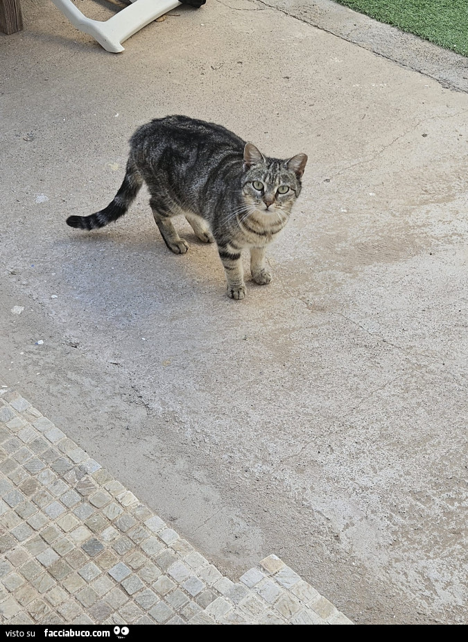Vaccata