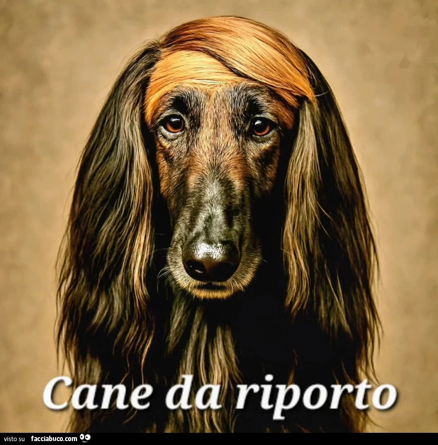 Cani
