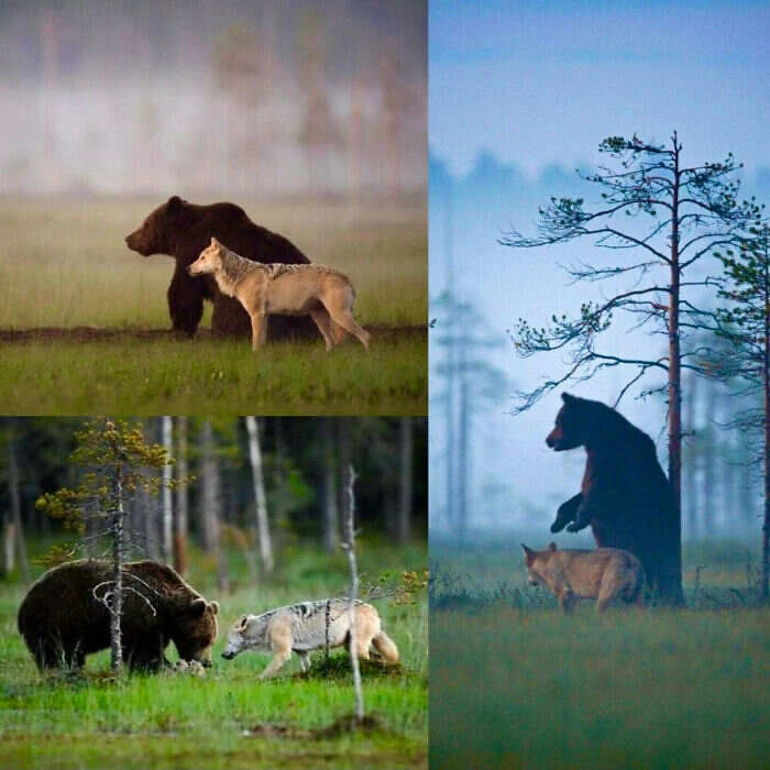 Il fotografo finlandese Lassi Rautiainen ha fotografato x 10 giorni un orso ed un lupo che cacciavano insieme