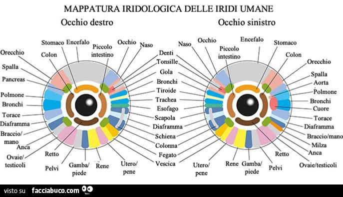 Mappatura iridologica delle iridi umane