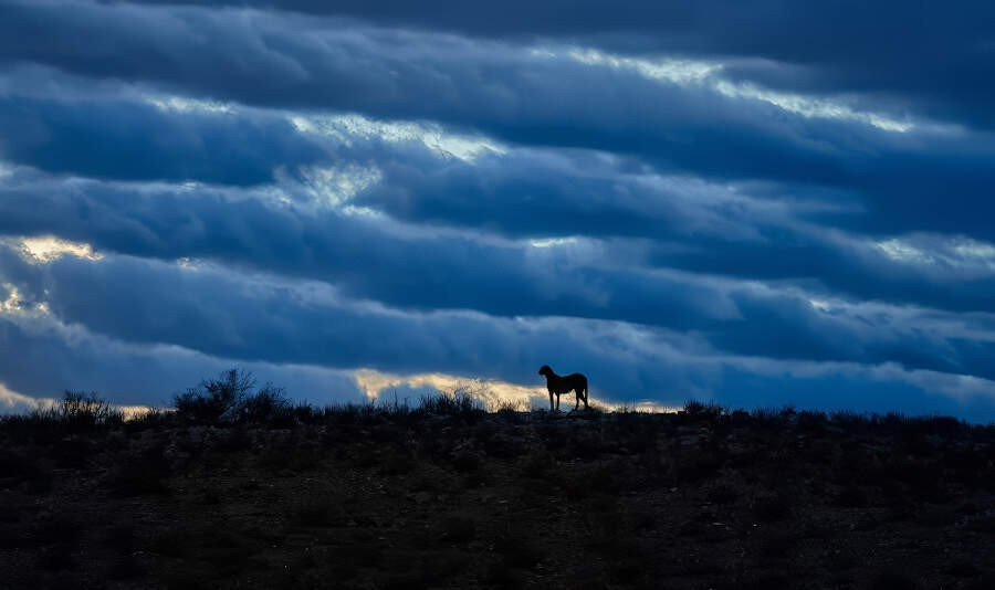 Wildlife Awards Photo ghepardo Sud Africa