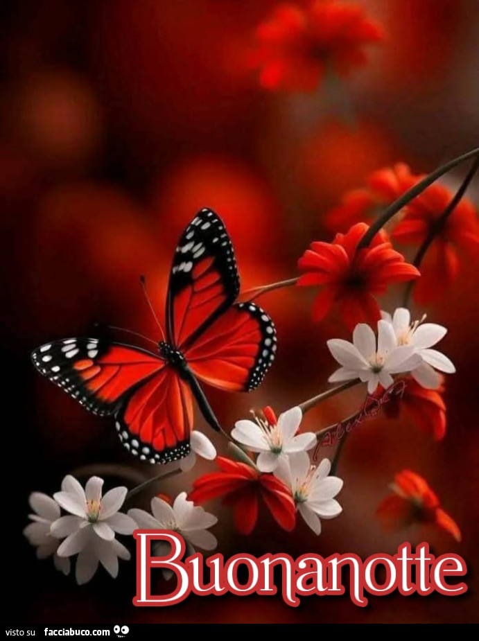 Farfalla rossa. Buonanotte