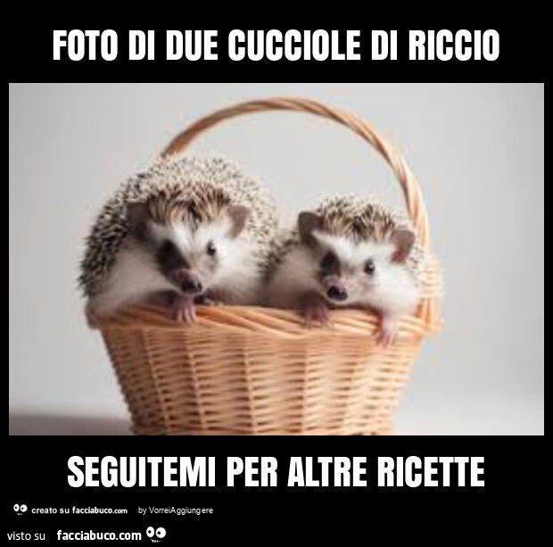 Foto di due cucciole di riccio seguitemi per altre ricette
