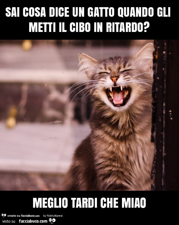 Sai cosa dice un gatto quando gli metti il cibo in ritardo? Meglio tardi che miao