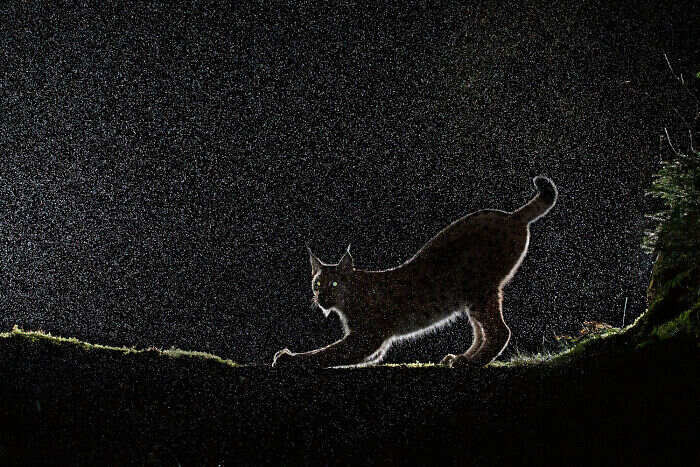 Lince Svezia Notte European Wildlife Photographer Awards 2024