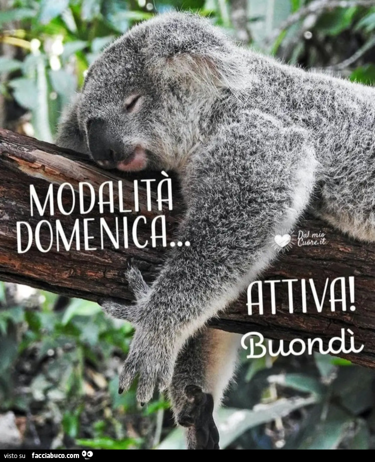 Modalità domenica attiva buongiorno koala