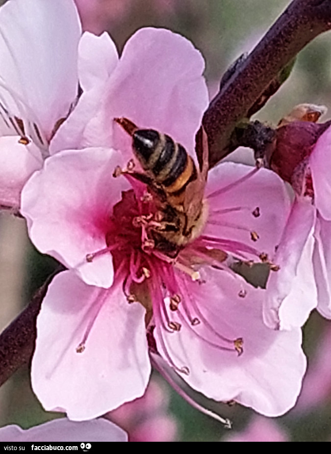Vaccata