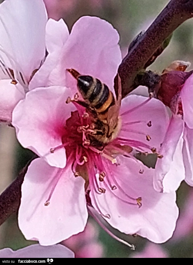 Vaccata