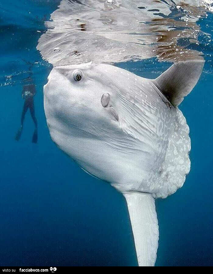 La Megalophobia… Mola Mola (pesce luna): il pesce osseo più grande del mondo