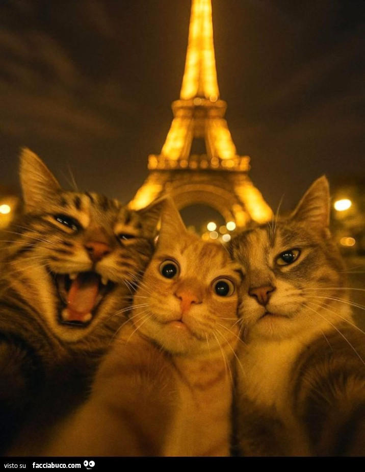 Gatti selfie a Parigi