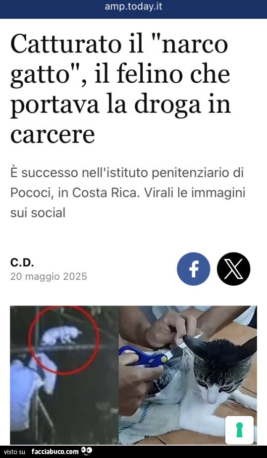 Vaccata