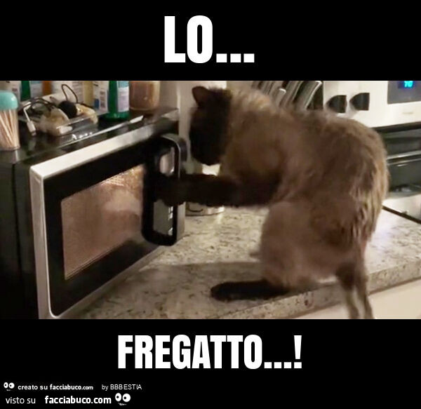 Lo… fregatto