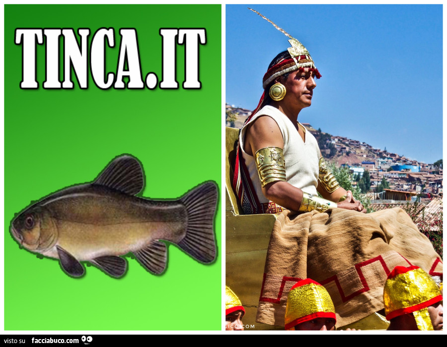 Vaccata
