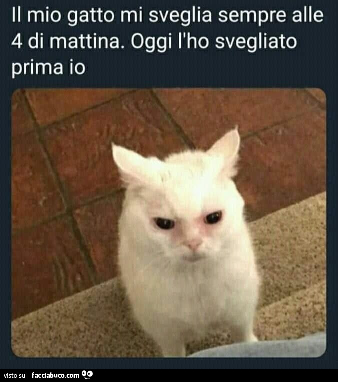 Il mio gatto mi sveglia sempre alle 4 di mattina. Oggi l'ho svegliato prima io