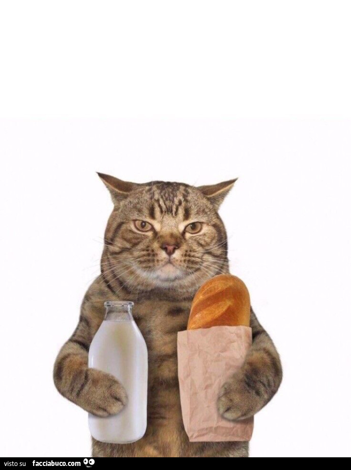 Gatto con latte e pane