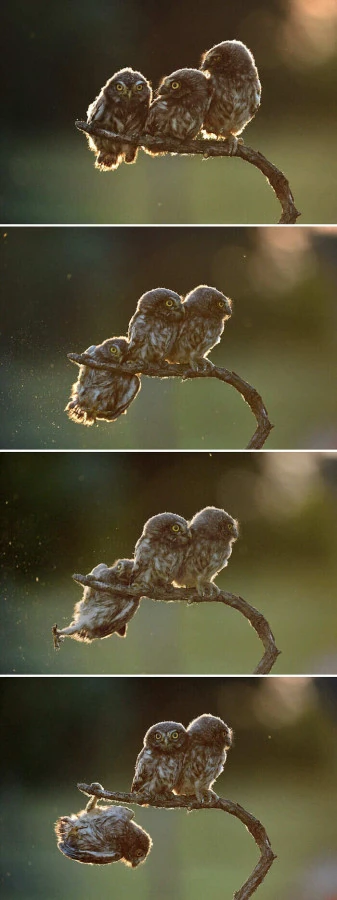Foto divertenti uccelli notturni rapaci