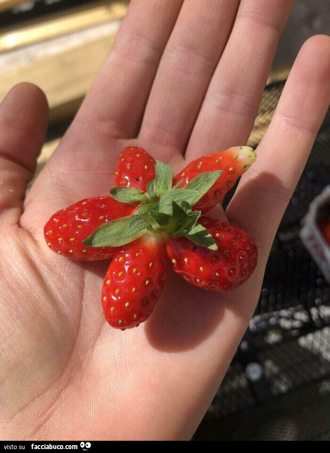Vaccata
