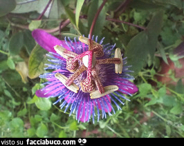 Vaccata