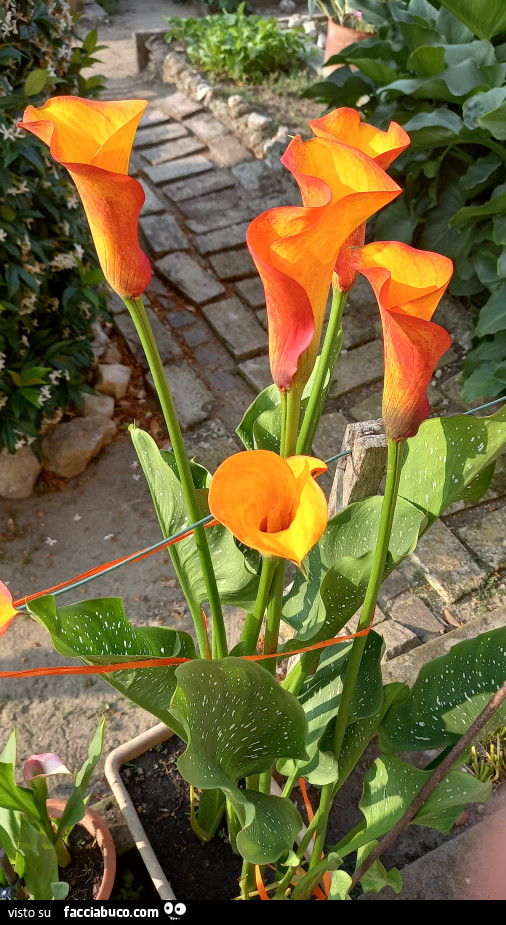Vaccata