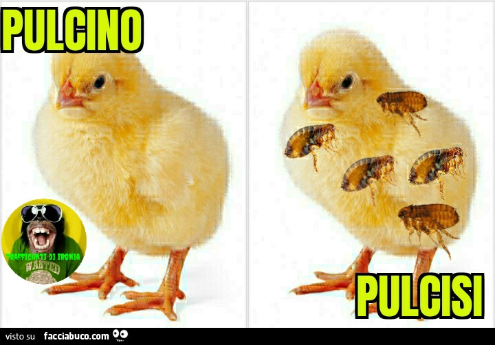 Pulcino pulcisi