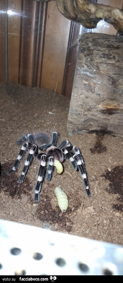Vaccata