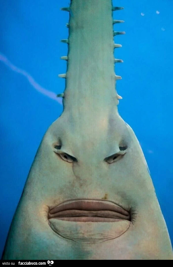 Fotografia incredibile della parte inferiore di un Pesce Sega