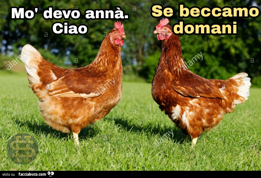 Vaccata