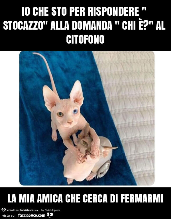 Io che sto per rispondere " stocazzo" alla domanda " chi è? " Al citofono la mia amica che cerca di fermarmi