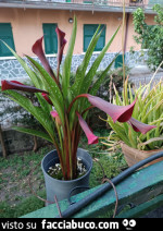 Vaccata