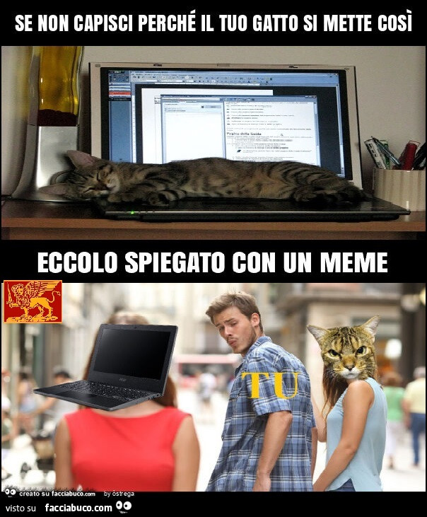 Se non capisci perché il tuo gatto si mette così