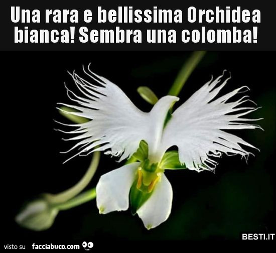 Orchidea del Brasile