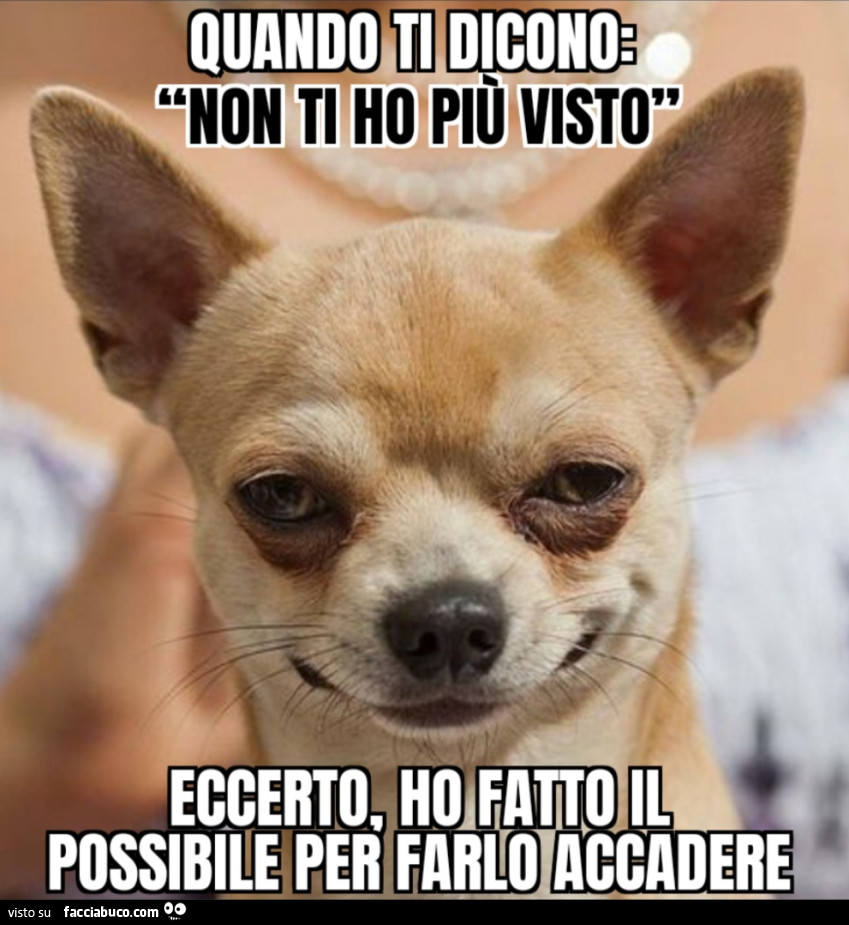 Quando ti dicono “non ti ho più visto” eccerto ho fatto il possibile per farlo accadere cane