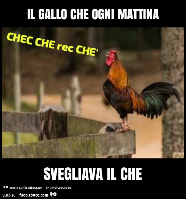 Il gallo che ogni mattina svegliava il che