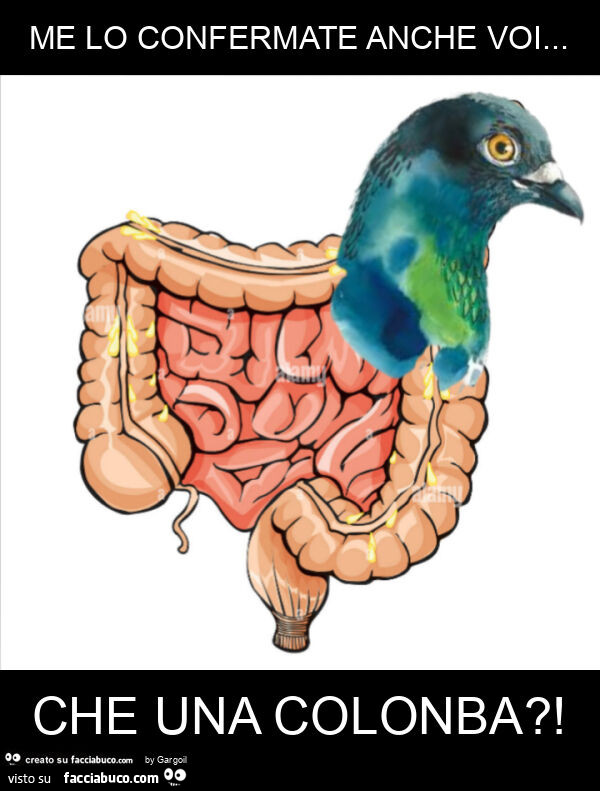 Me lo confermate anche voi… che una colonba?